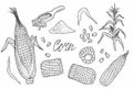 Doodle Corn cobs, grain, corn flour, corn seeds vector sketch illustration. Corn plant, hand drawn isolated elements Royalty Free Stock Photo