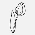 Doodle drawing of a tulip flower. Spring season. Vector floristic illustration