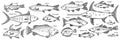 Doodle fishes, hand drawn fish flock set vector illustration isolated on white. Sea animals sketched icon collection Royalty Free Stock Photo