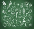 Doodle fruits and vegetables on blackboard background. Vector sketch illustration