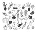 Doodle fruits and vegetables. Vector sketch illustration of healthy food.