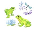 Doodle green frogs and dragonflies. Watercolor.