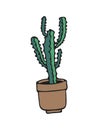 doodle illustration cactus on white