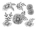 doodle illustration, set of hand drawn chamomile flowers and different leaves, black contour on a white background Royalty Free Stock Photo