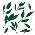 Doodle leaves set. Hand drawn long plant