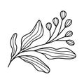 Doodle line art branch with leaves and berries. Hand drawn twig plant with flower buds, linear garden floral elements