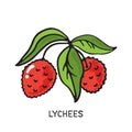 Lychees-02