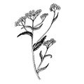 Doodle milfoil of medicinal herb