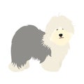 Doodle Old English Sheepdog Puppy Stands Sideways Isolated On White Background.  Cute Cartoon Long Haired Dog Puppy.