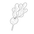 Doodle outline beet plant icon, cute beetroot vegetable isolated on white background, line art cartoon style, good as Royalty Free Stock Photo