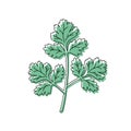 Doodle outline green leaves coriander with spot. Vector hand-drawn illustration for packing isolated on transparent Royalty Free Stock Photo