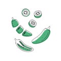 Doodle outline set whole and slice jalapeno chili pepper with spot. Vector hand-drawn illustration for packing isolated