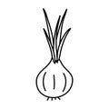 Doodle picture of onion. Hand drawn vector illustration