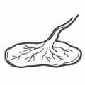 Doodle Placenta sketch icon. Vector Placenta illustration