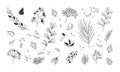 Doodle plant vector icons set. Botanical elements line art. Hand drawn floral vintage style. Nature illustration Royalty Free Stock Photo