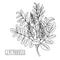 Doodle plants Licorice is a medicinal plant