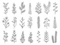 Doodle plants. Linear decorative forest branches with leaves and flowers, floral cartoon sketches for greeting cards and