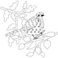 Doodle robin bird, leaves of tree antistress coloring page. Monochrome design element