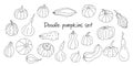 Doodle set with different varieties of pumpkins and squashes on white.
