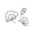 Doodle set flowers