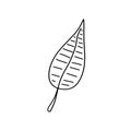 Doodle style tropical leaf in doodle style. Abstract jungle. Tree decoration. Vector, botanical collection. Jungle foliage Royalty Free Stock Photo