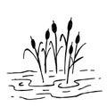 Doodle swamp. Sketch of natural pond or lake with reeds and sedge.