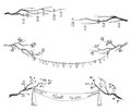 Doodle tree branches. Vector illustration. Royalty Free Stock Photo