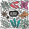 doodle various herbs collection hand drawing