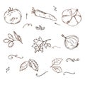 Doodle Vegetables sketch vector