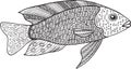 Doodle zentangle fish. Coloring page for adults.