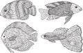 Doodle zentangle fish. Zen art coloring page for adults