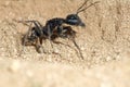 Doodlebug catch ant Royalty Free Stock Photo