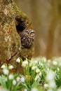 Doomster Athene noctua in spring Royalty Free Stock Photo