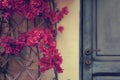 Door and bouganvillea