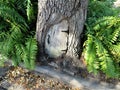 Door carved into oak tree