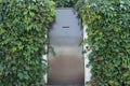 Door entwined with leaves. Metal door with a slot for mail. Hedge. Wall of leaves.