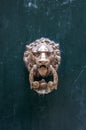 Mistrusting door knock lion head Royalty Free Stock Photo