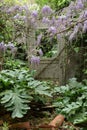 Door in overgrown garden Royalty Free Stock Photo