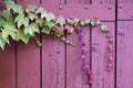 Door in pink wooden planks covered with spontaneous ivy Royalty Free Stock Photo