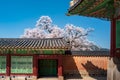 Door in the side wall of the court of Jagyeongjeon in Gyeongbokgung Palace with Cherry blossoms, Seoul, South Korea Royalty Free Stock Photo