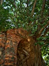 The door of time with large tree