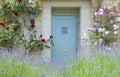 Doors in an English cottage with roses, lavender flowers Royalty Free Stock Photo