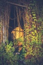 Doorway of abandoned building covered by ivy plant Royalty Free Stock Photo