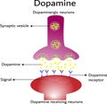 Dopamine, dopamine-receiving neuron and dopamine-producing neuron Royalty Free Stock Photo