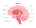 Dopamine pathway concept