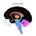 Dopamine pathway concept