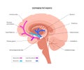 Dopamine pathway concept