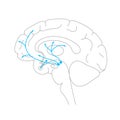 Dopamine pathway concept