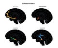 Dopamine pathway concept