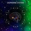 Dopamine pathways in the brain. Dopamine functions. Neuroscience medical infographic. Striatum, substantia nigra, hippocampus,